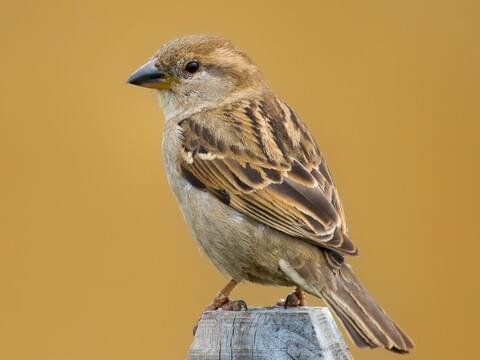 Female House Sparrow